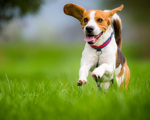 Beagle-dog-running-on-a-meadow